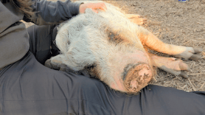Tips for building a bond with your mini pig