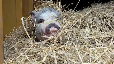 Choosing the best bedding for your mini pig