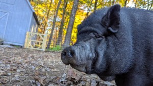 Check your local zoning before you bring your mini pig home