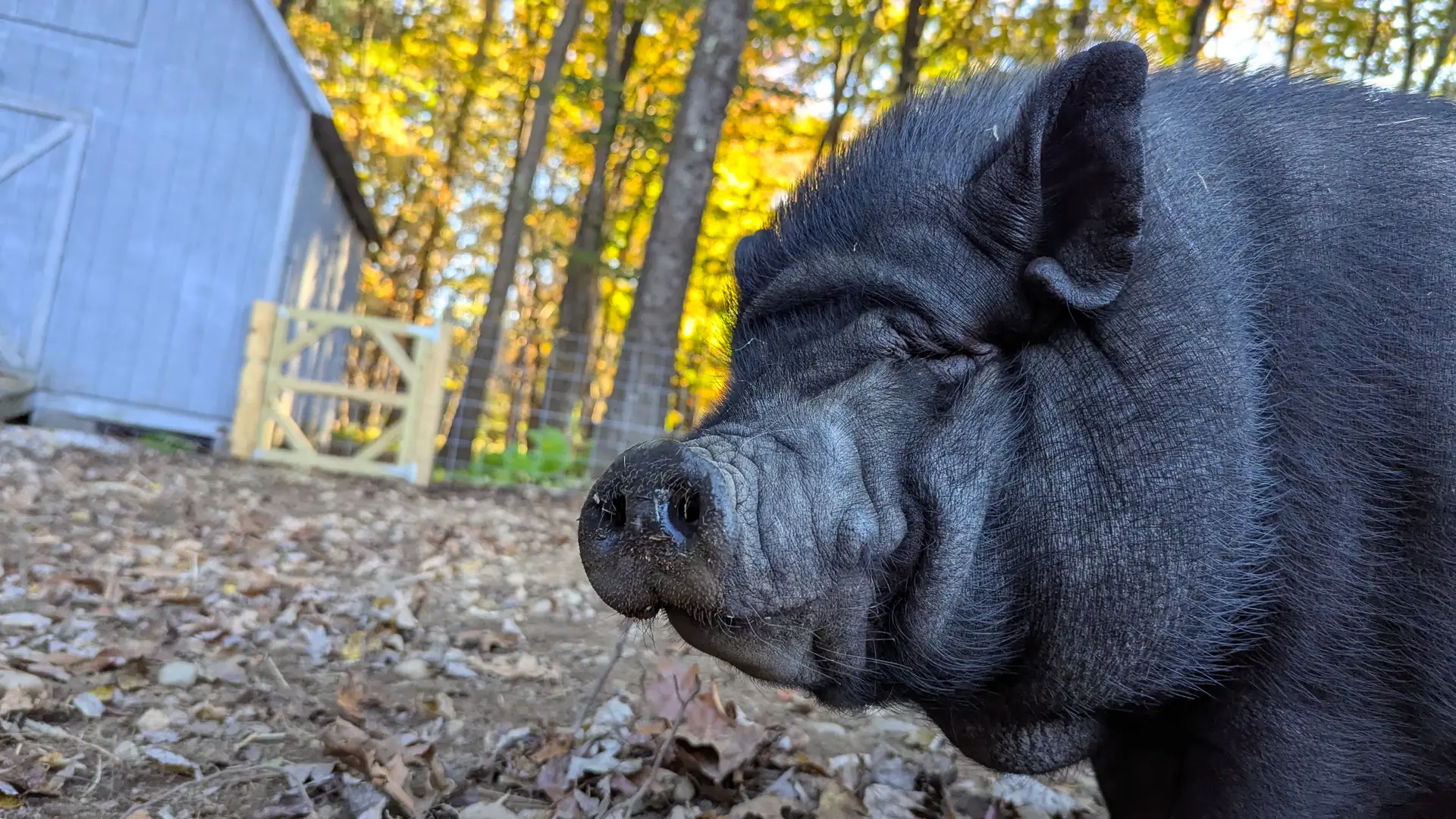 Read more about the article Check your local zoning before you bring your mini pig home