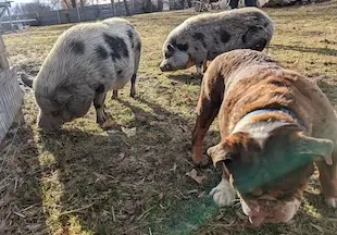 Should mini pigs and dogs live together?