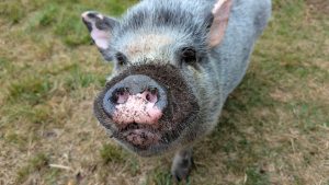 Helpful advice and practical solutions: Why you should let your mini pig root