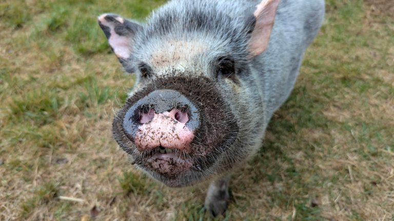 Helpful advice and practical solutions: Why you should let your mini pig root
