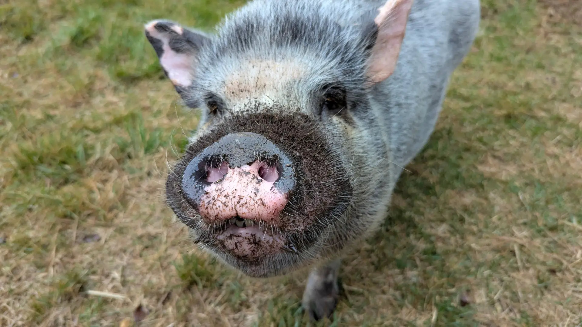 Read more about the article Why you should let your mini pig root