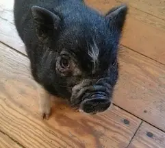 A checklist to prepare for your new mini pig