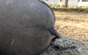 Why spaying or neutering is good for every mini pig
