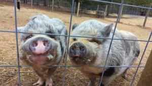 Why you should consider strongly adopting a second mini pig